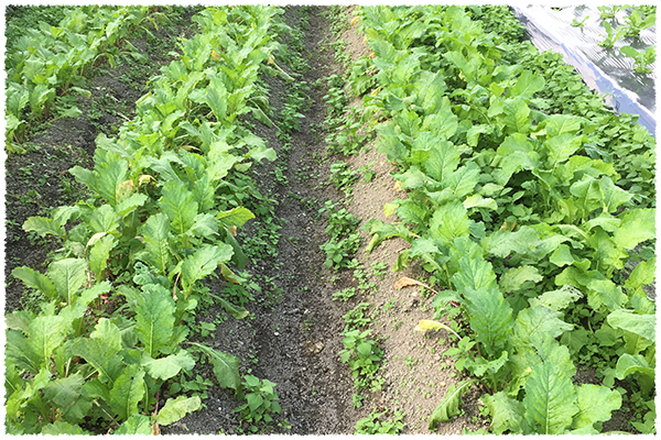 素材にこだわる探求心自家農園で季節の野菜を栽培